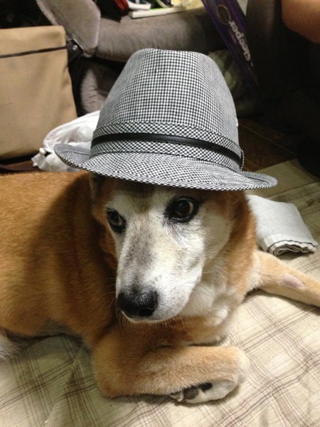 帽子をかぶる柴犬