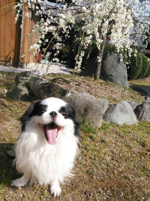 梅と笑顔の犬