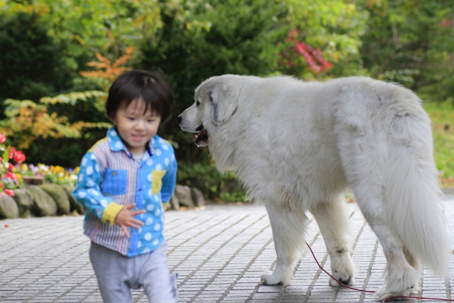 大きな犬と子供