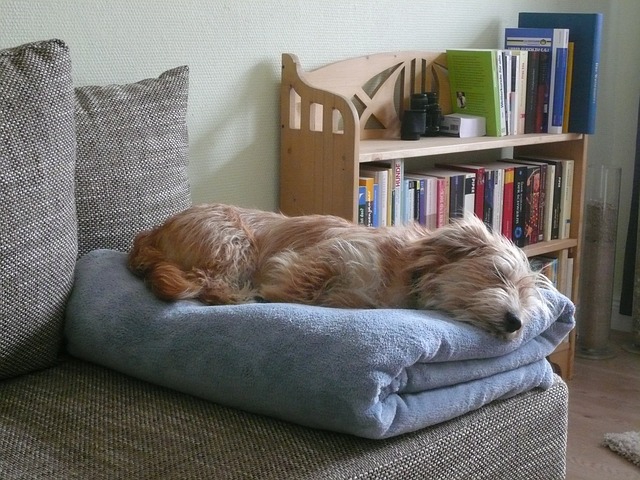 ソファで寝る犬
