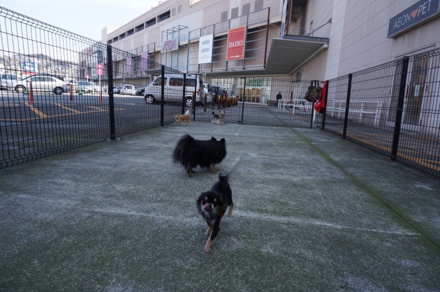犬と楽しめるショッピングモール ドッグランも 北九州市編 わんちゃんホンポ
