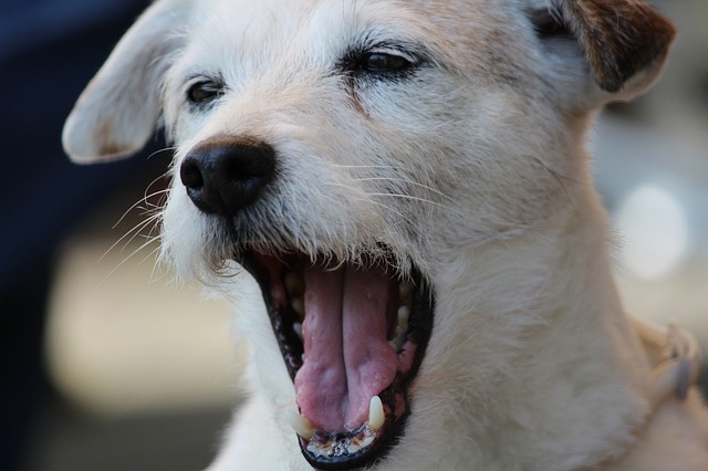 飼い犬が夜中に吠える 暴れる 症状から考えられる病気 わんちゃんホンポ