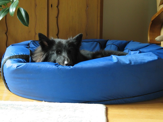 犬用ベッドで寝る犬