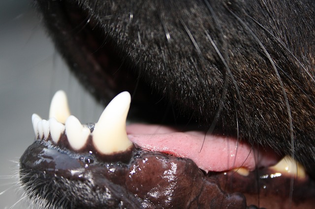 犬の歯のアップ