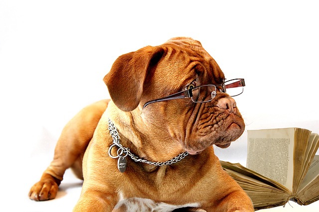 本とメガネをかけた犬