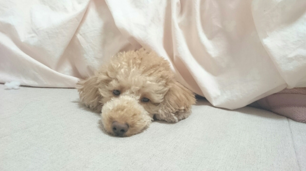 布団で寝る犬