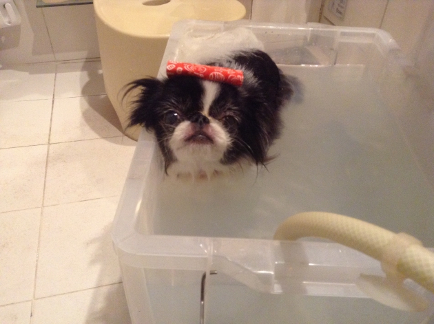 入浴中の愛犬