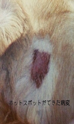 犬の皮膚アップ　病変画像　ホットスポット