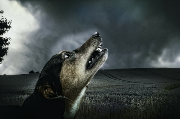 雷雲と犬