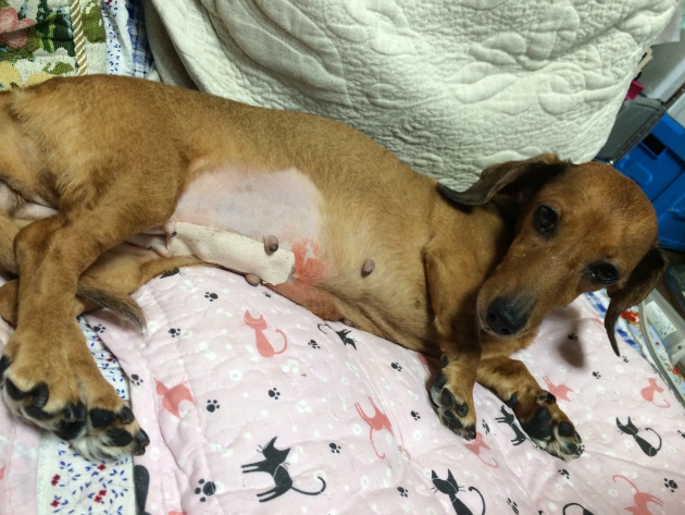犬の命にかかわる危険な病気 子宮蓄膿症 わんちゃんホンポ