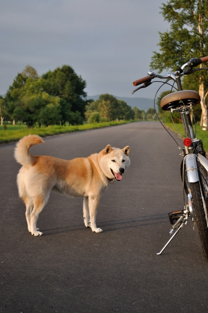犬と自転車