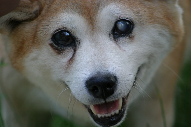 犬の白内障の目薬に関しての問題点 本当は効果がない わんちゃんホンポ