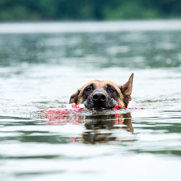 水の中にいる犬の写真
