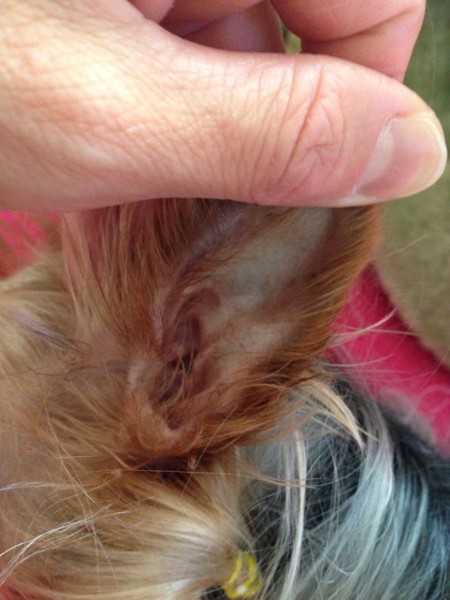 ヨークシャーテリアの耳の中の毛の写真
