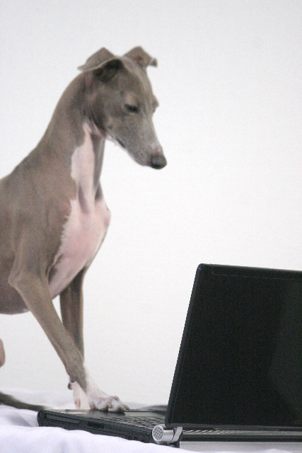 パソコンと犬