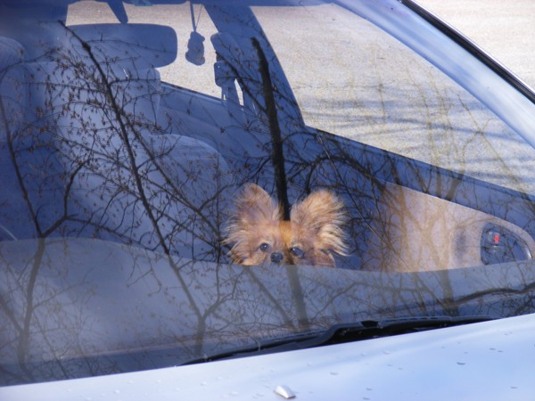 車の中の犬