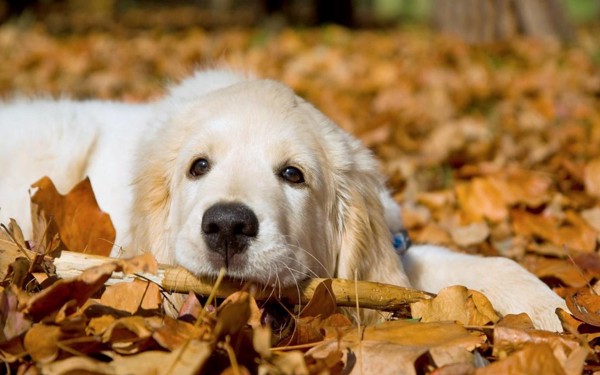 落ち葉の上に寝てる犬の写真
