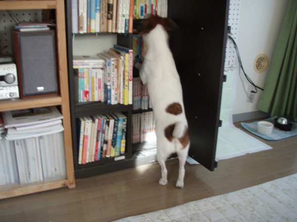 本棚を覗く犬