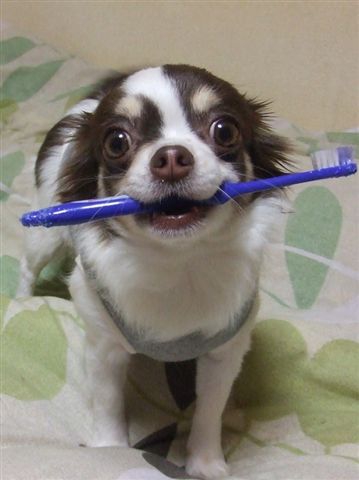 犬と歯ブラシ