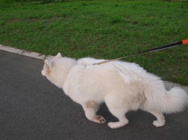 犬の散歩のしつけ方法 引っ張り癖を直すためには わんちゃんホンポ