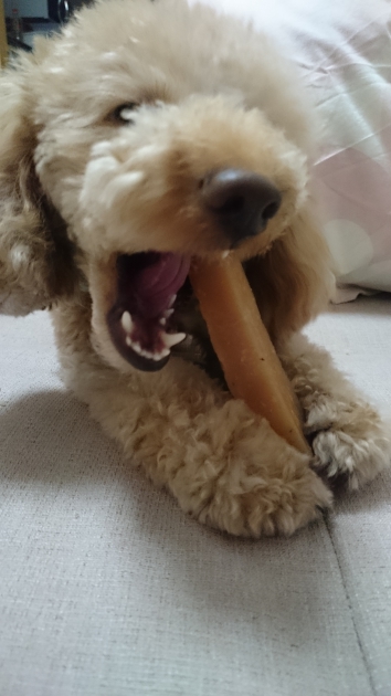 ヒマラヤチーズを食べる犬