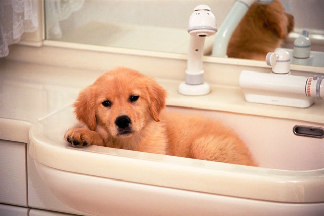 洗う前の子犬