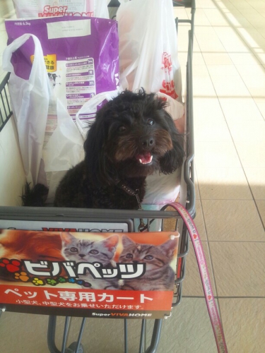 犬と一緒にお買いもの 大阪周辺で犬同伴okなショッピングモールの紹介 わんちゃんホンポ