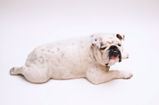 犬の悪性リンパ腫の症状や治療法について わんちゃんホンポ