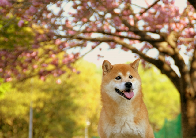 桜の下の柴犬