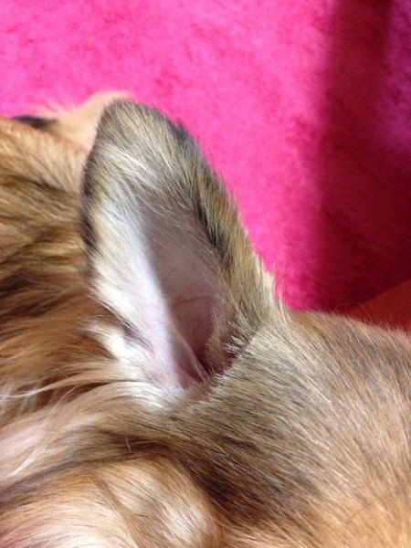 耳の毛