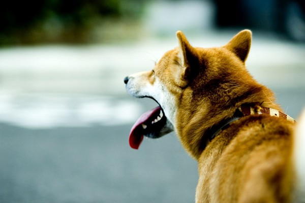 舌を出す柴犬