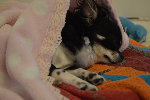 ピンクの毛布で寝ているチワワ