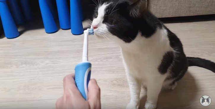 歯ブラシのニオイを嗅ぐ猫