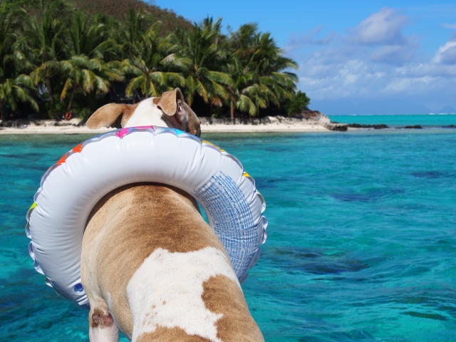 海と犬の写真 旅行のイメージ
