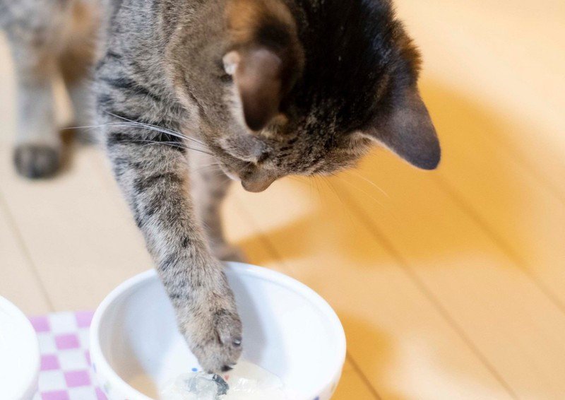 猫の『食環境』を整えるためのポイント5つ！フード別の最適な保存方法とは？