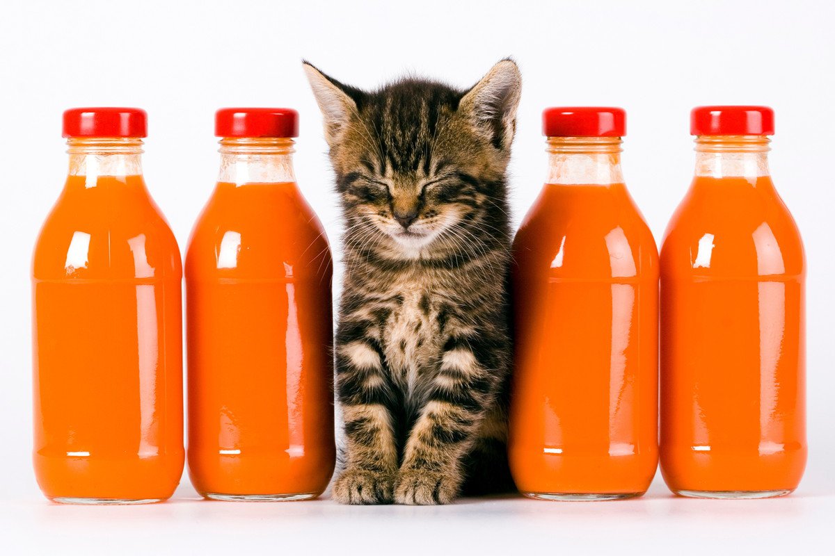 猫が死ぬ危険性のある『飲み物』3つ！飲んでしまった時の症状や対処法とは