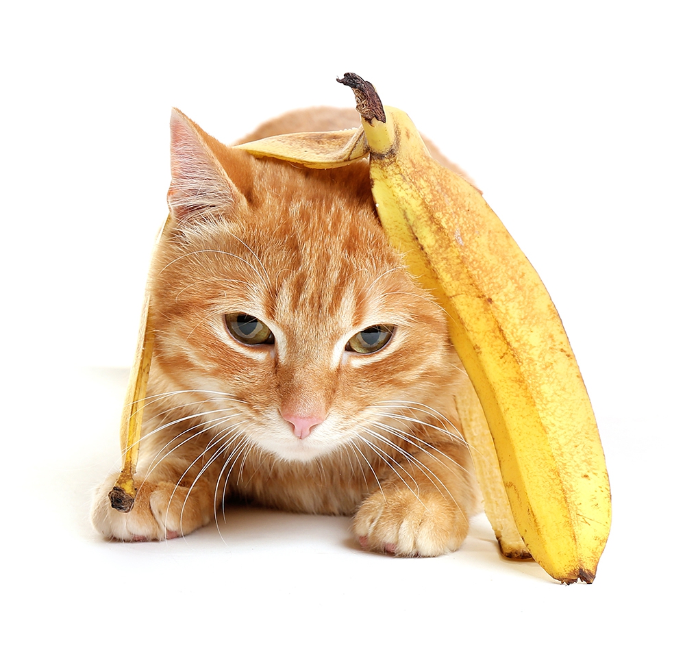 猫はバナナを食べても大丈夫！？注意点や猫がバナナに驚く理由を解説