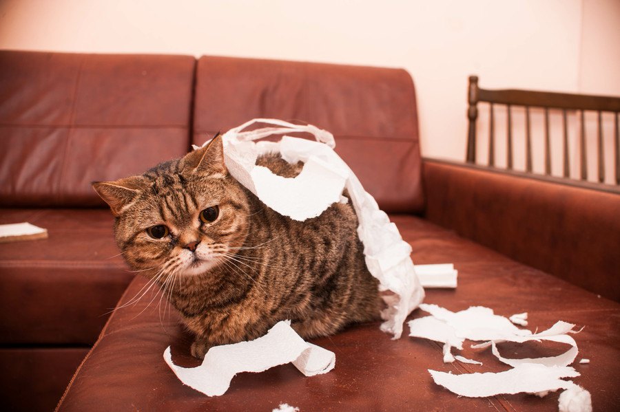 猫が『家を荒らしてしまう』ときに考えられること4つと対策