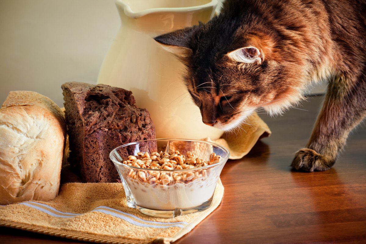 猫の『食物アレルギー』を誘発しやすい原材料3つ