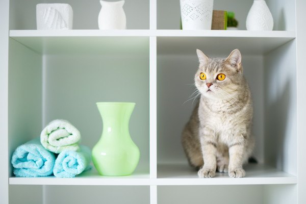 猫のトイレを棚で隠そう！自分で作る方法、おすすめ商品まで