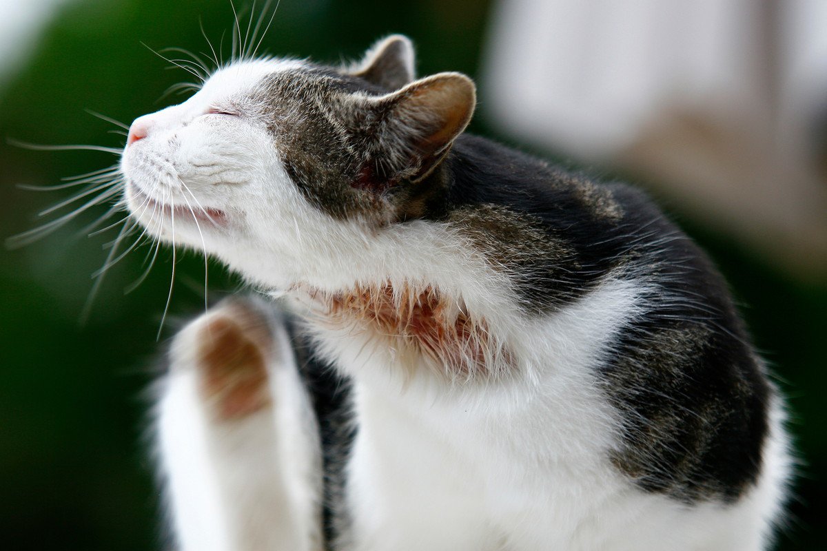 春の行楽シーズンに注意したい猫の外部寄生虫（ノミ・マダニ）！危険性や予防方法を獣医が解説