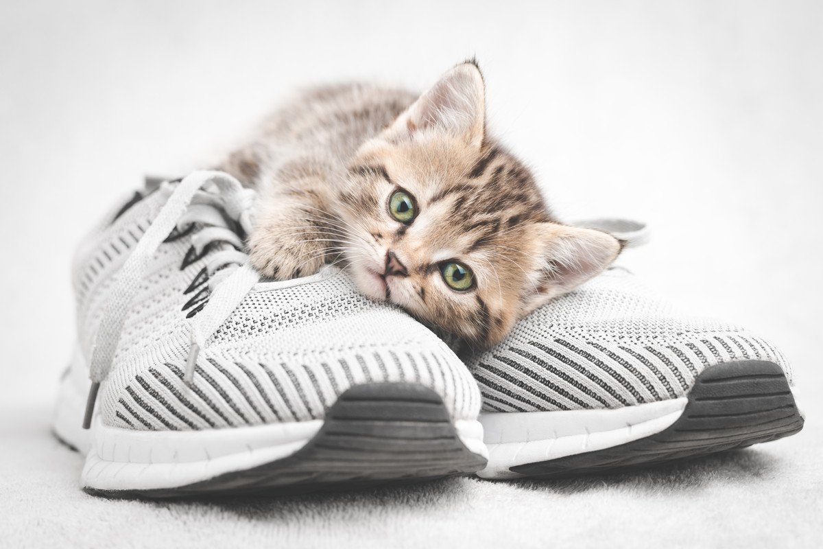 猫が『飼い主の靴』を好む4つの理由　気を付けたほうがいいポイントも