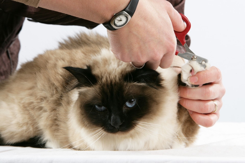 猫の爪切り方法の注意点と暴れる時の対処法