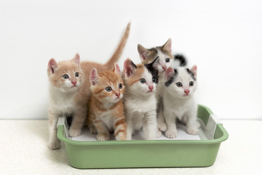 子猫のトイレトレーニング方法と注意すべきポイント