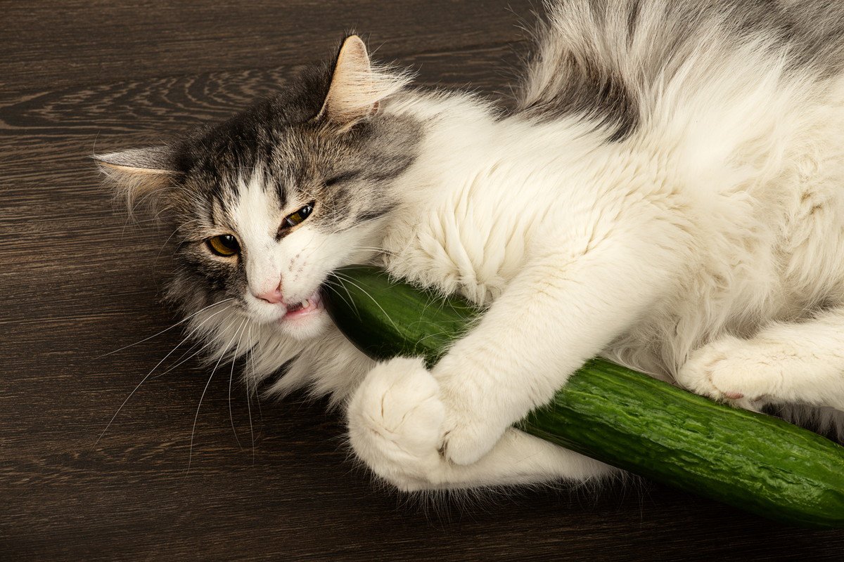 猫と一緒に食べられる『夏野菜』7選！気を付けるべきことも合わせて解説