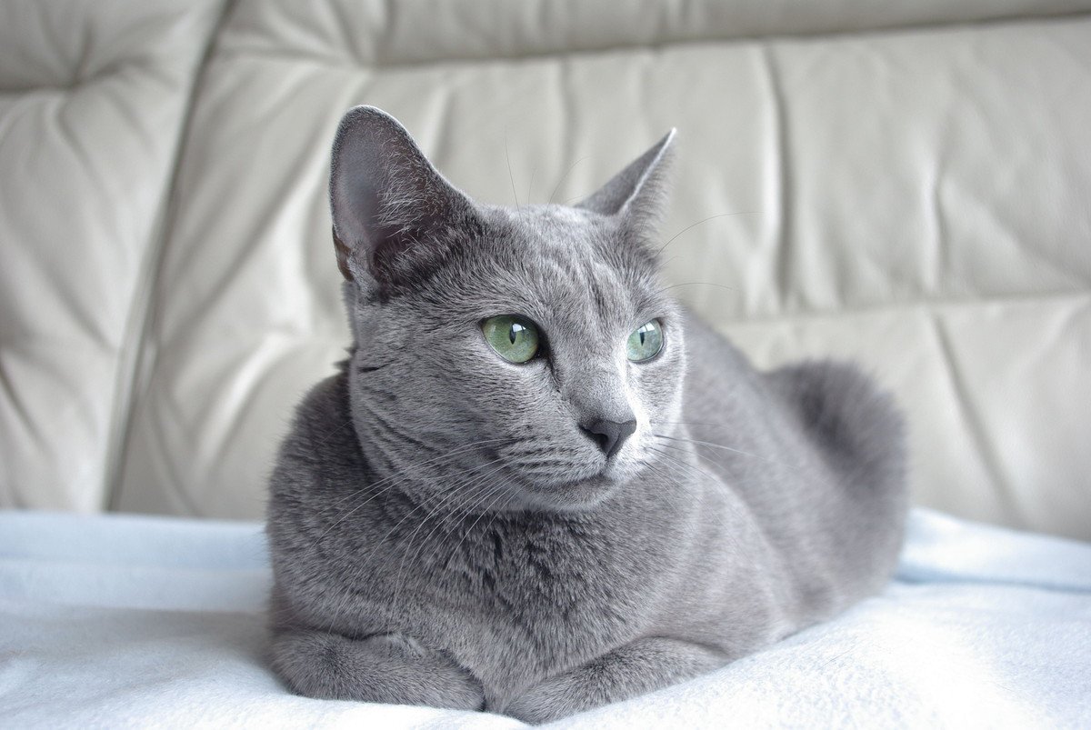 美しい毛並みが魅力的！「ブルー」な猫種、代表的な3選 それぞれどんな特徴と性格をしている？