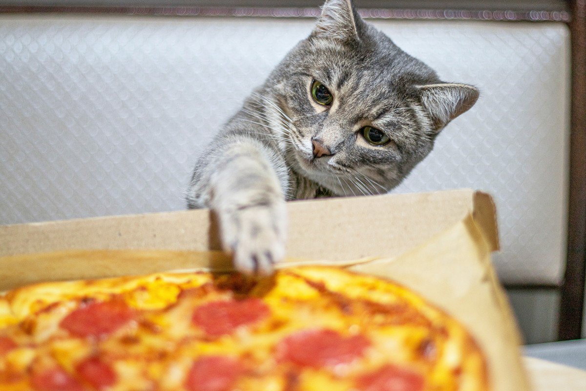 猫が『盗み食い』をしてしまう理由4つ　防止策と食べてしまった時の対処法