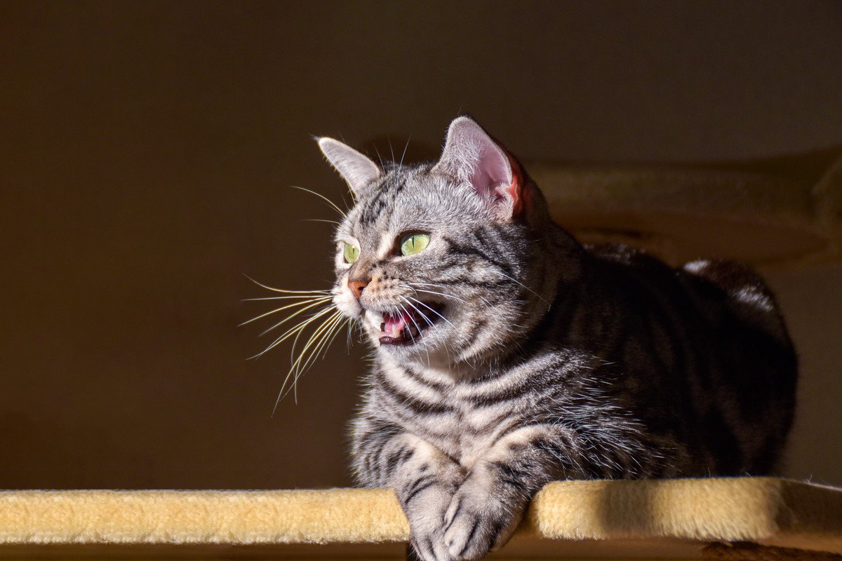 猫の鳴き声「カカカ」が聞けるタイミング3つ！どんな時に鳴いているの？