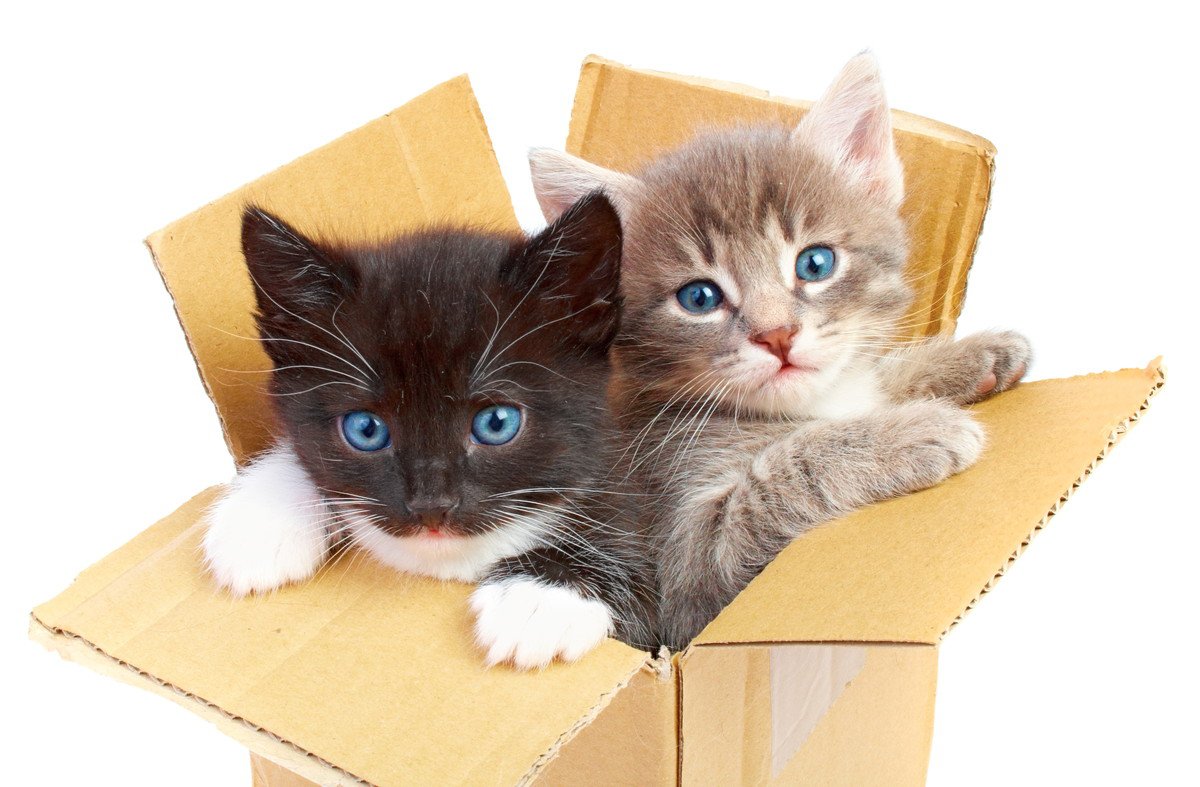 猫がつい入りたくなる『箱』の特徴5つ！好まれやすい大きさや素材を徹底調査！