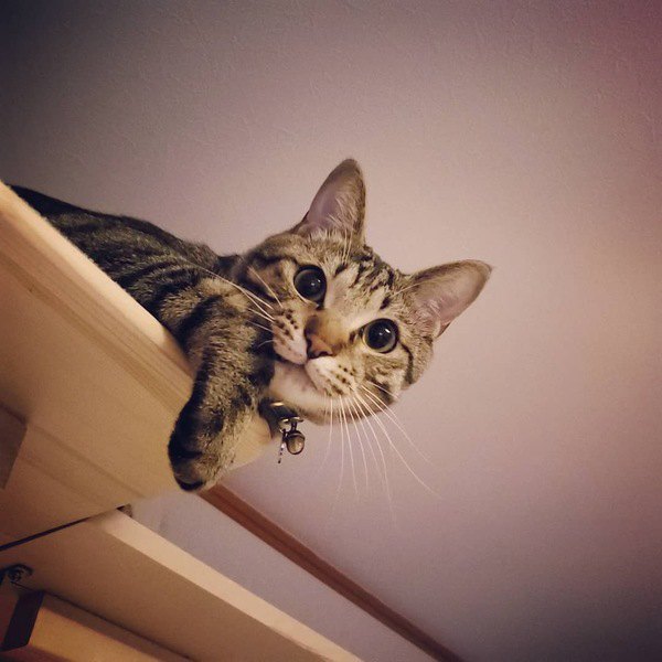 猫ってどのくらいの高さまで登れるの？